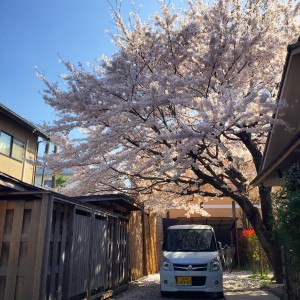 Sakura Bonjour Tokyo
